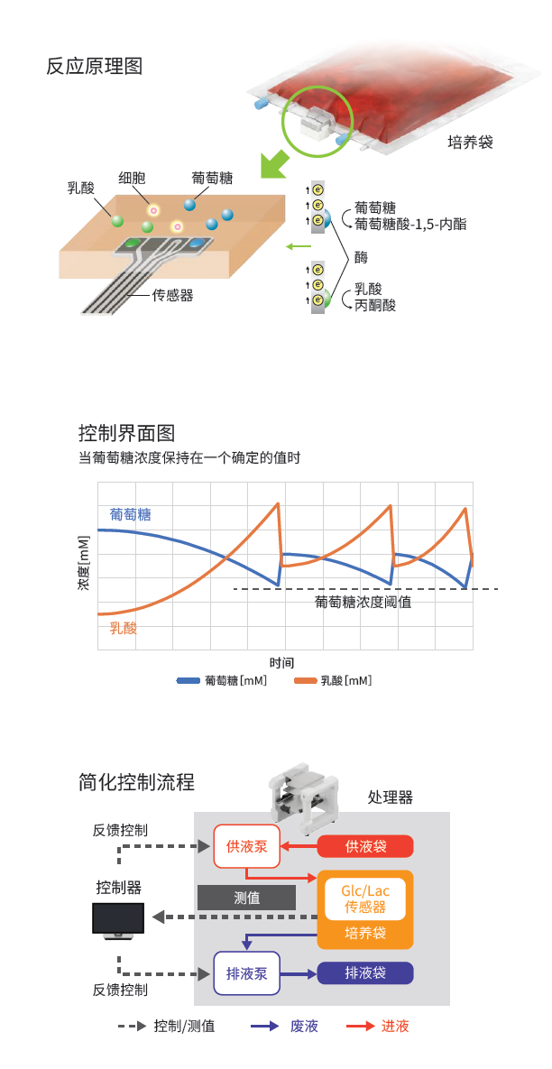细胞扩增系统